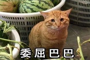橘喵吃瓜,揭秘娱乐圈那些不为人知的幕后故事