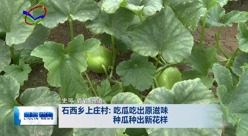 路边吃瓜的柳柳,揭秘街头百态