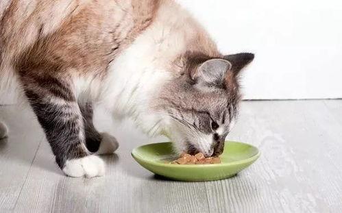 合肥猫live吃瓜,一场吃瓜群众的狂欢盛宴