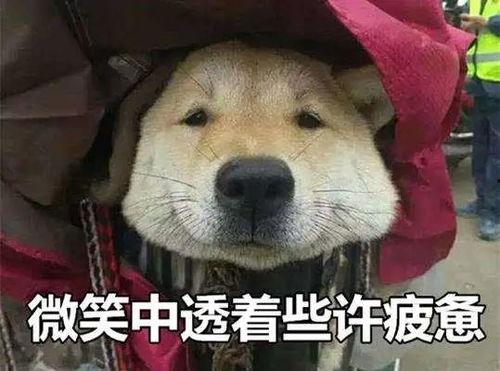 吃瓜都是谜