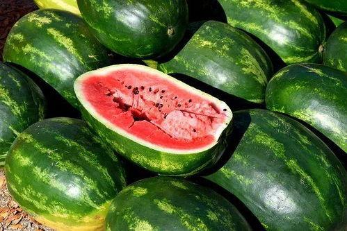 瓜地吃瓜图片,夏日甜蜜时光
