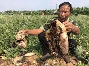 汶南老头吃瓜事件,一场引发热议的网络风波