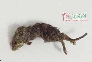 梁山猫抓老鼠吃瓜,吃瓜群众围观