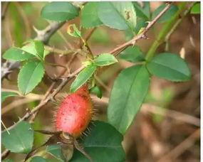 盾子吃瓜,揭秘娱乐圈背后的秘密与真相